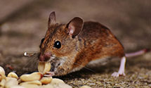 24 Hour & Emergency Exterminators in Ca State Govt Brm, CA